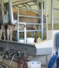 Cow in a milking parlor
