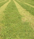 A field of mowed grass
