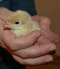 Hands holding a baby chicken